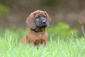 Hannoverscher Schweisshund (Canis lupus familiaris)