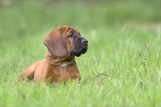 Hannoverscher Schweisshund (Canis lupus familiaris)