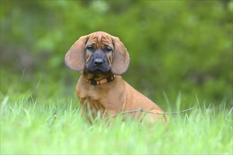 Hannoverscher Schweisshund (Canis lupus familiaris)