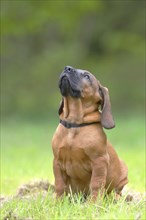 Hannoverscher Schweisshund (Canis lupus familiaris)