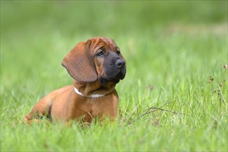 Hannoverscher Schweisshund (Canis lupus familiaris)