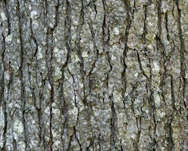Bark of a fir (Abies alba)