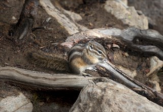 Least chipmunk (Neotamias minimus) sitting on roots and eating