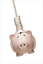 Piggy bank hanging in hangman's noose isolated on a white background
