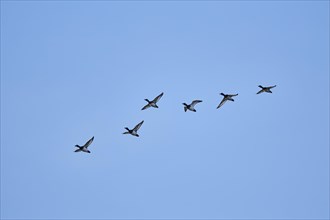 Flying Tufted ducks (Aythya fuligula)