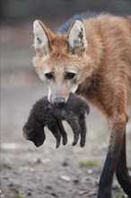 Maned wolf (Chrysocyon brachyurus) carrying a cub in mouth