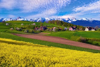Rape field in bloom with farmhouses near Belpberg