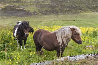 Shetland ponies in wild meadow landscape