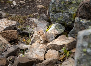 Pika (Ochotona) sitting between rocks
