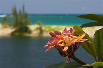 Pink tropical frangipani (plumeria)