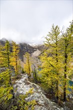 Yellow larches at the summit of The Beehive
