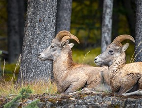 Two bighorn sheep (Ovis canadensis) sitting on rocks