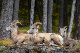 Three bighorn sheep (Ovis canadensis) sitting on rocks