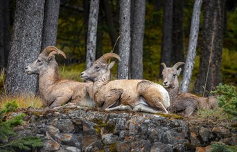 Three bighorn sheep (Ovis canadensis) sitting on rocks