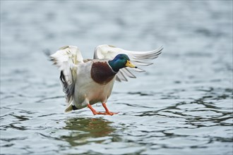 Mallard (Anas platyrhynchos) male on a lake