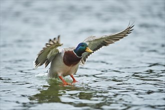 Mallard (Anas platyrhynchos) male on a lake