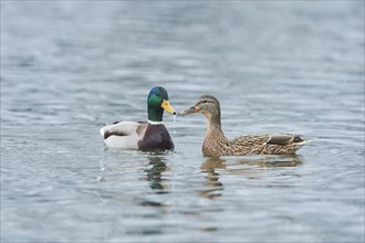 Mallard (Anas platyrhynchos) couple swimming on a lake