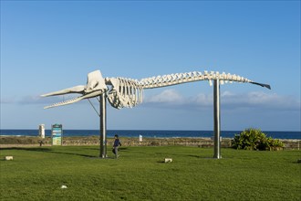 Humpback whale skeleton in Morro Jable