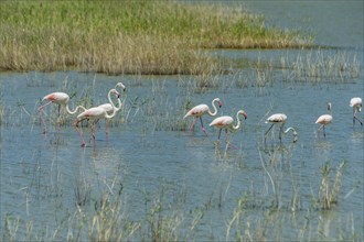Flamingos (Phoenicopteriformes) in shallow water