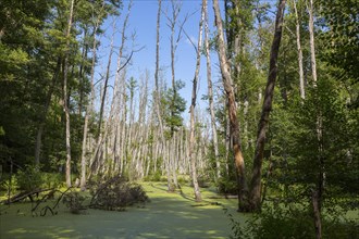 Alder forest in the valley of the river Briese