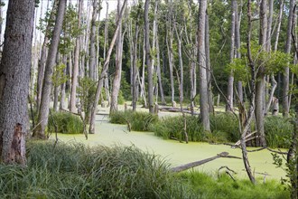 Alder forest in the valley of the river Briese