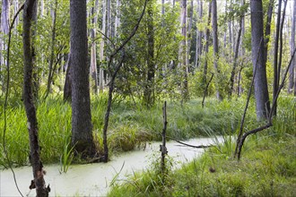 Alder forest in the valley of the river Briese