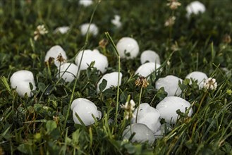 Golfball-sized hailstones in meadow