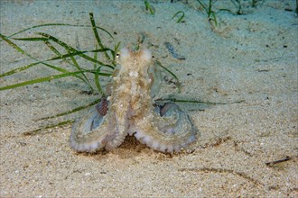 Juvenile octopus Common Octopus (Octopus vulgaris) on sandy seabed