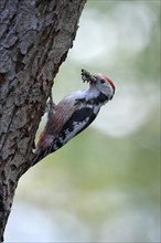 Middle spotted woodpecker (Dendrocopos medius)