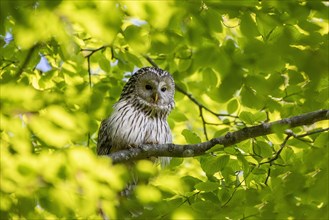 Ural owl (Strix uralensis) sitting on branch