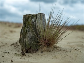 Log and sandy dry grassland in the inland dunes nature reserve near Klein Schmoelen