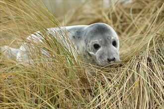 Grey seal (Halichoerus grypus) juvenile after weaning