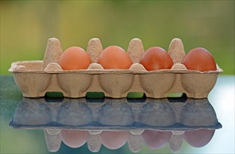 Four brown eggs in an egg carton with reflection