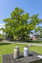 Two milk cans are standing on a table in front of the village oak in the centre of the Rundlingsdorf Kuesten