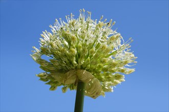 Giant Onion (Allium Giganteum)