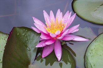 Pink water lily (Nymphaea Pink)