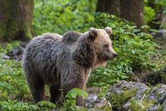 European brown bear (Ursus arctos arctos) in the forest