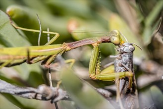 European mantis (mantis religiosa) eating a hay tick