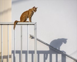 Tabby cat sitting on railing