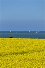 Rape field near Luetjenbrode