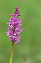 Man's orchid (Orchis mascula)