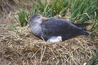 Northern giant petrel (Macronectes halli) with chick in the nest
