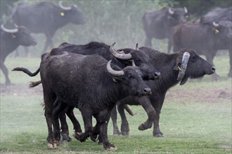 Herd of Water buffalo (Bubalus bubalis)