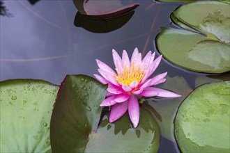 Pink water lily (Nymphaea Pink)