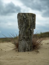 Log and sandy dry grassland in the inland dunes nature reserve near Klein Schmoelen