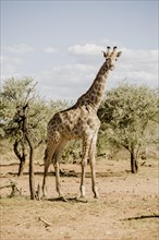 Angolan Giraffe (Giraffa Giraffa angolensis)