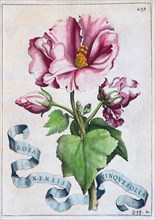 Chinese (Rosa chinensis) rose