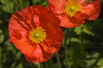 Red Iceland poppies with narrow depth of field