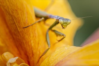 European mantis (mantis religiosa) on a flower