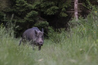 Boar in a clearing in summer